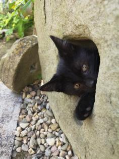 Katzenkinder suchen Dosenöffner