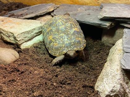 Spaltenschildkröte Malacochersus tornieri