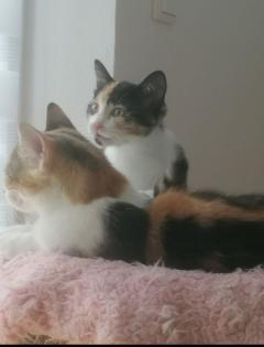 Kitten Kätzchen geb 25. 05.