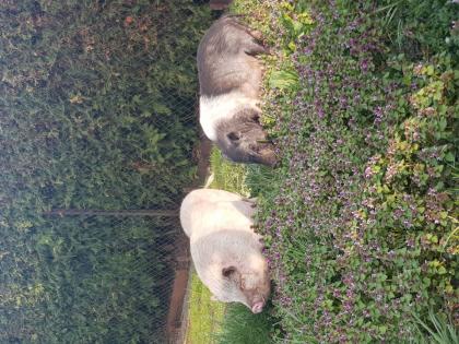 Minischwein und Minnesota Hängebauchschwein