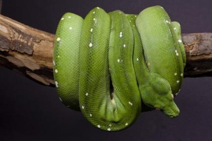 Morelia Viridis Grüner Baumpython und Terrarium abzugeben