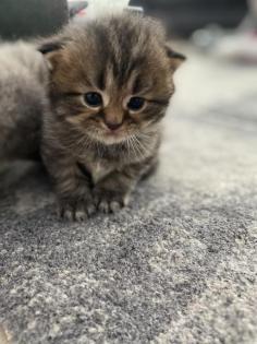 BLH Kitten