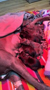 American Bully XL-XXL welpen