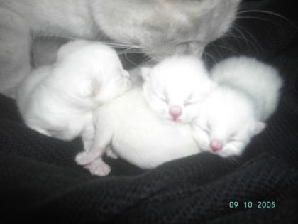 BKH Kitten