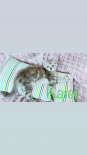 Maine Coon Kitten
