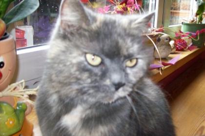 Wunderschöne, verschmuste Katze sucht dringend ein neues Zuhause