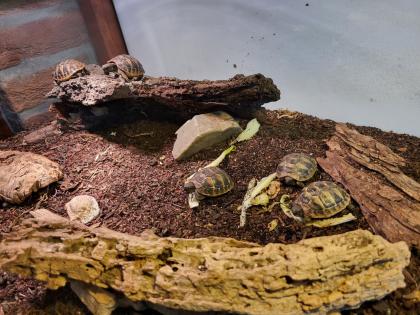 Griechische Landschildkröten Testudo hermanni