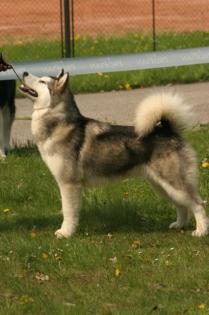 Alaskan Malamute Welpen