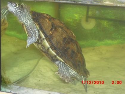 Mississippi HÖCKERSCHILDKRÖTE