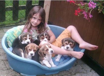 Beaglewelpen