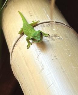 PHELSUMA GRANDIS NZ großer Madagaskar Taggecko