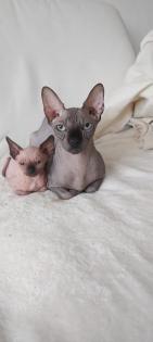 Canadian sphynx kitten