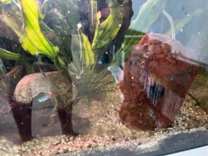 Aquarium mit Zubehör