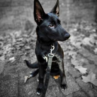 Deutschen Schäferhund Mix