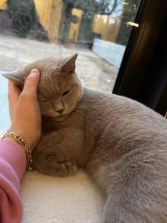 BKH Kater 5 Monate alt mit Kratzbaumm und Katzenklo