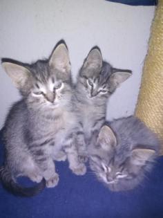 2 bezaubernde Main-Coon Mix Mädel sitzen auf gepacktem Koffer