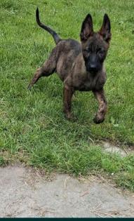 Holländischer Schäferhund