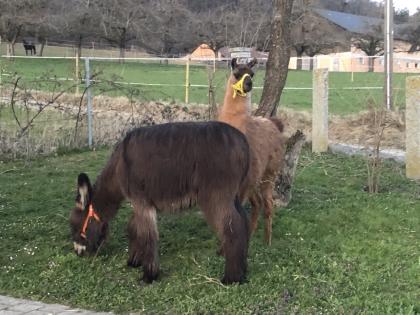 Lama Hengst und Esel Hengst
