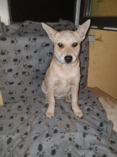 Australien Cattle Dog Mix, Texas Heeler, Australien Cattle dog x Shepard