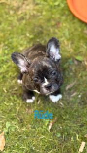 7 Französische Retro Bulldoggen Welpen