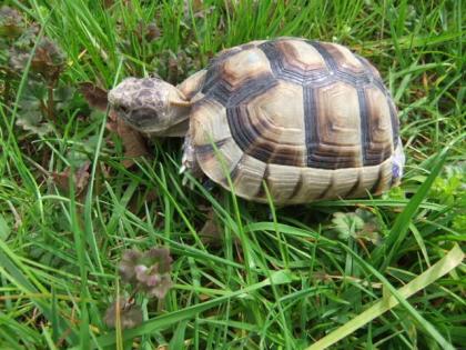 Landschildkröten Breitrand tm NZ 2020