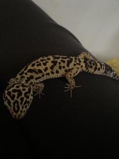 2 Leopardgecko Weibchen Terrarium