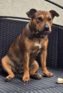 Miniatur Bullterrier-Bulldoggen Mix