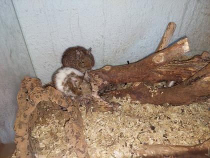 Degus Abzugeben braun, mehrere Farben Weibchen und Männchen