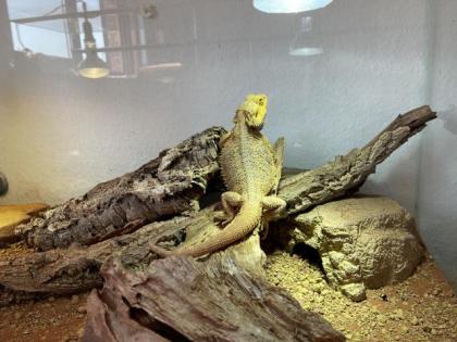 Bartagame mit Terrarium