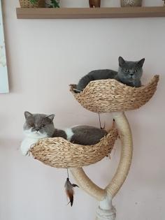 Reinrassige BKH Kitten auszugsbereit