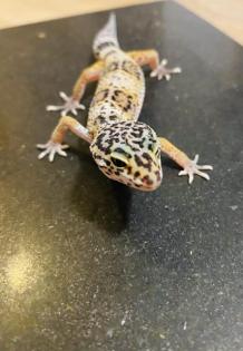 Leopardengeckos aus Hobbynachzucht 2022