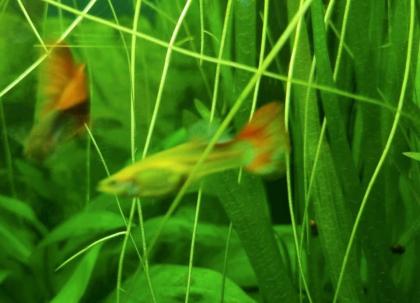 Koi Guppys Aquarium Zierfische Männchen Weibchen Pärchen rot