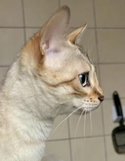 Bengal Katze reinrassig mit Stammbaum und Zuchtfreigabe