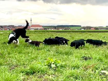 Portugiesische Wasserhund-Welpen
