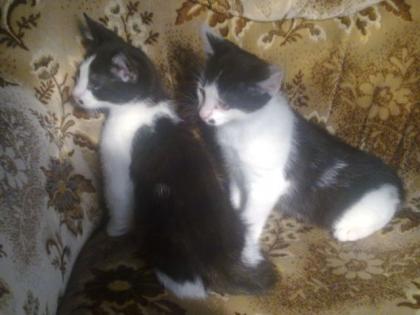 3 Katzenkinder männlich 8 Wochen alt