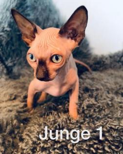 Süße Sphynx Kitten