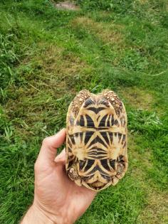 1. 2 Geochelone elegans adult Zuchtgruppe