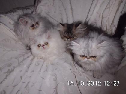 Traumhafte Perserkitten suchen ein neues Zuhause