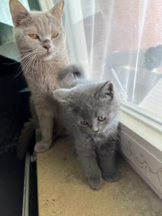 Britisch kurzhaar kitten Katze
