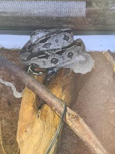 Boa constrictor imperator