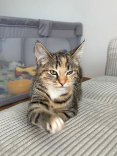 EKH Katze/ Weibchen