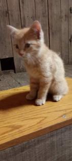 Fuchsige Katzen rot, Hofkatzen