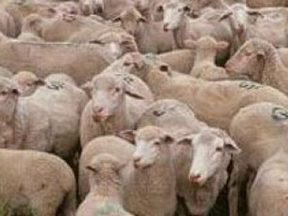 10000 Schafe, Lammer zu verkaufen/jede 30Tage