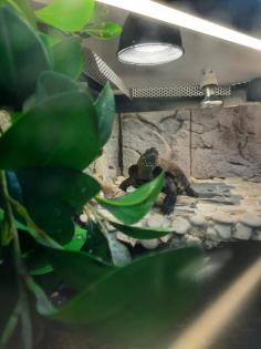 Wasserschildkröte
