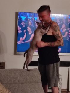 Don Sphynx Kater
