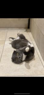 Süßer scottish fold Kater in liebevolle Hände