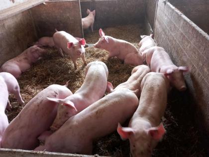 Strohschweine Mastschweine