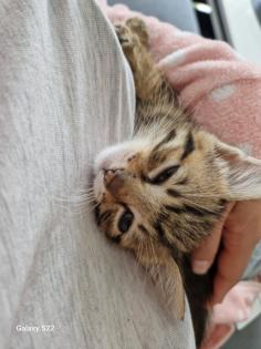 Bengalkitten babykatze bengal