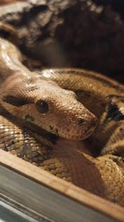 Boa constrictor imperator