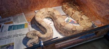 Boas schlangen